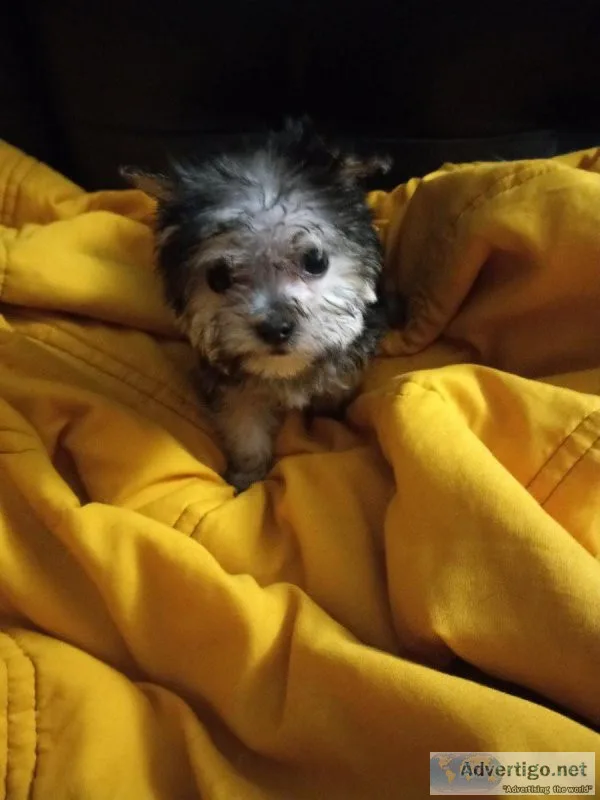 Teacup yorkie puppies CHICAGO