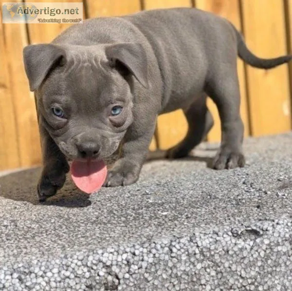 Sweet pitbull Puppy