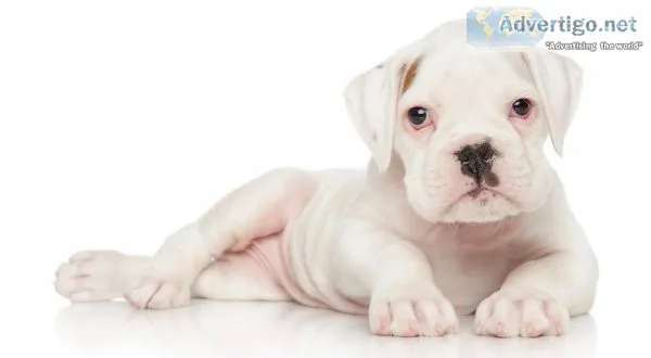 Boxer Puppies for sale