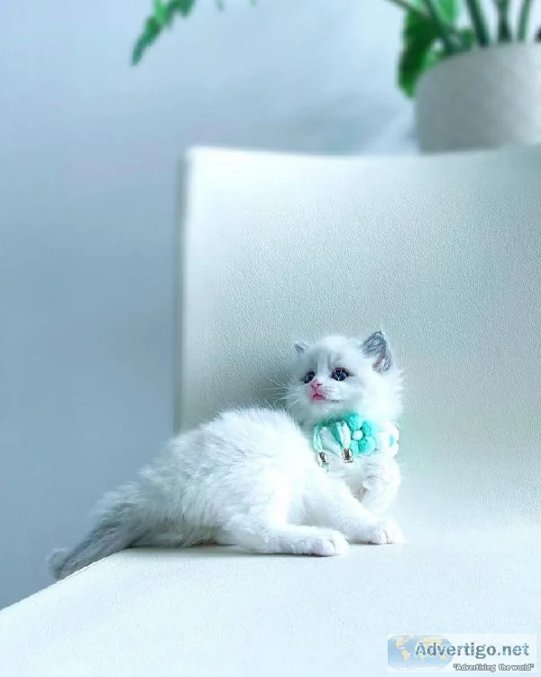 Ragdoll Kittens Available Now