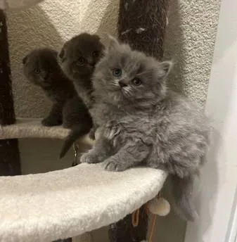 Scottish fold kittens