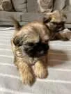 Registered Purebred Shih tzu Searching for a New Home