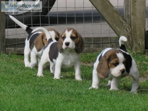 2 cute  beagle puppies