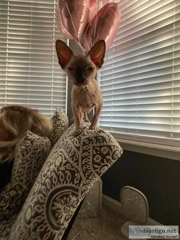 Beautiful Sphynx kittens ready now.
