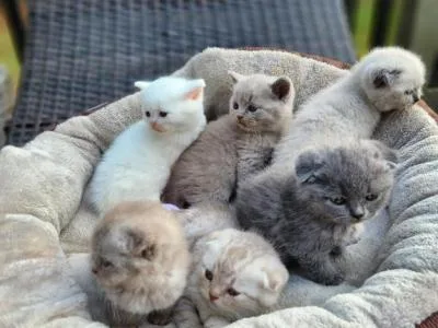 Scottish Fold Kittens For Adoption