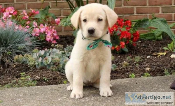 Yellow Labrador Retriever PuppIES