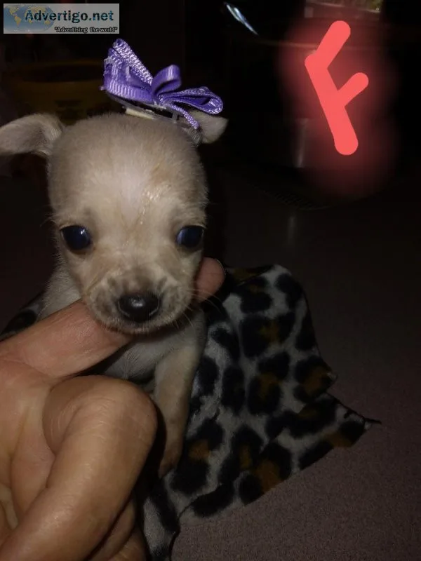 Ckc registered miniature chihuahua