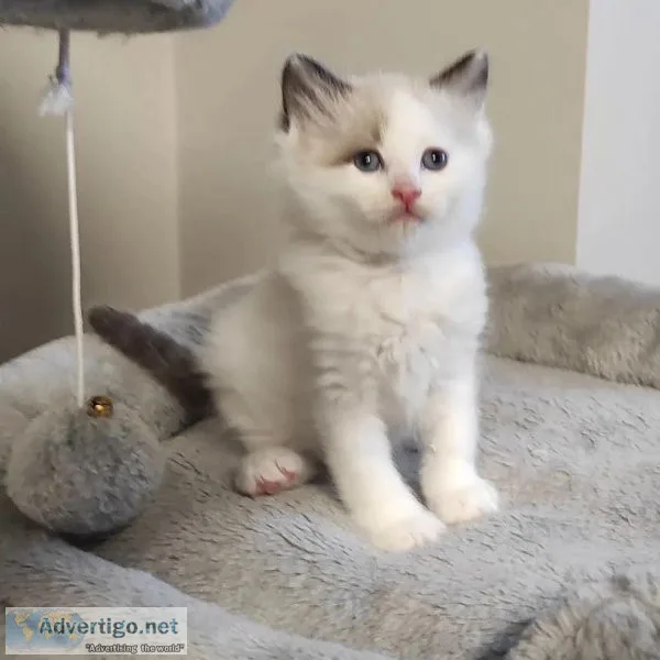 Purebred Ragdoll Kitten