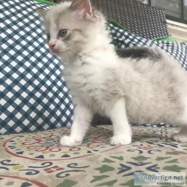 Gorgeous PUREBRED Ragdoll is Expecting Her 3rd Litter