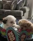 Purebred tiny Shih Tzu puppies.