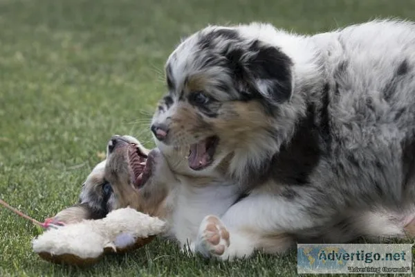 Beautiful Australian shepherd puppies for sale