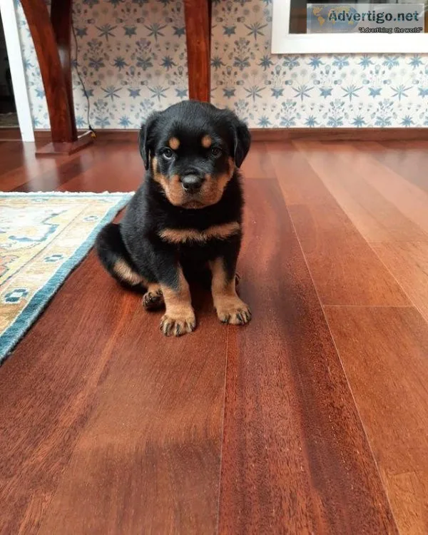 Rottweiler Pups