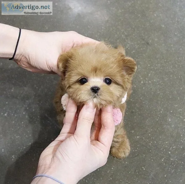 Maltipoo Puppies For Sale