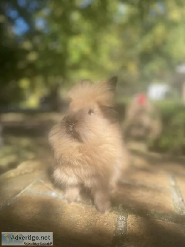 Baby bunnies for sale