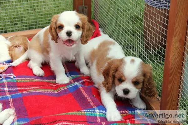 cavalier king charles Puppies Available