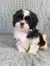 Shih Tzu Puppies for sale