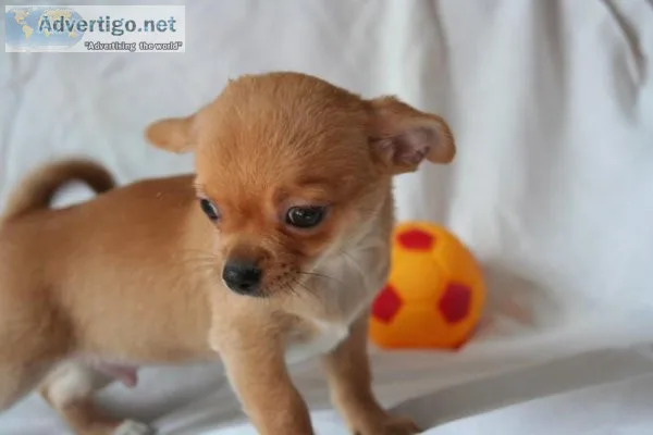 AKC Healthy chihuahua Puppies Available.