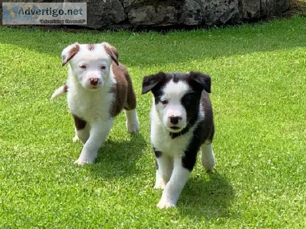 border collie puppies for sale at affordable price