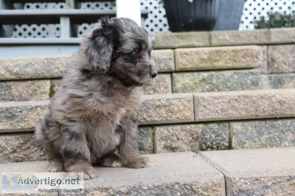 April Female Aussiedoodle