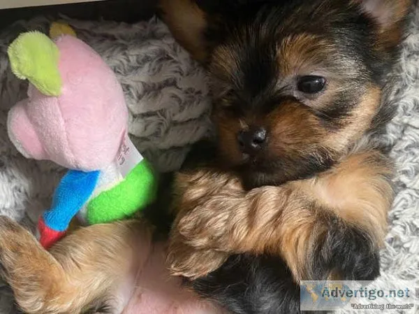 Yorkie Puppies Ready for new homes