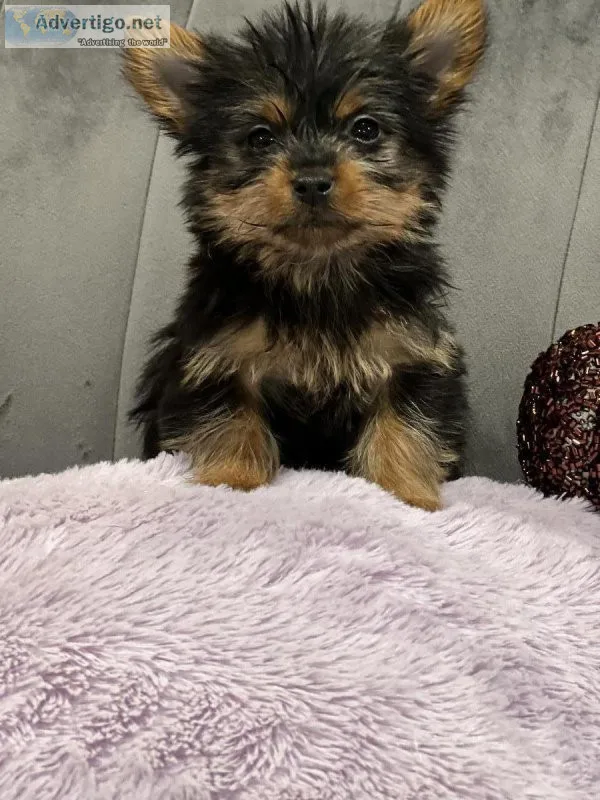 Silky Terrier Pups