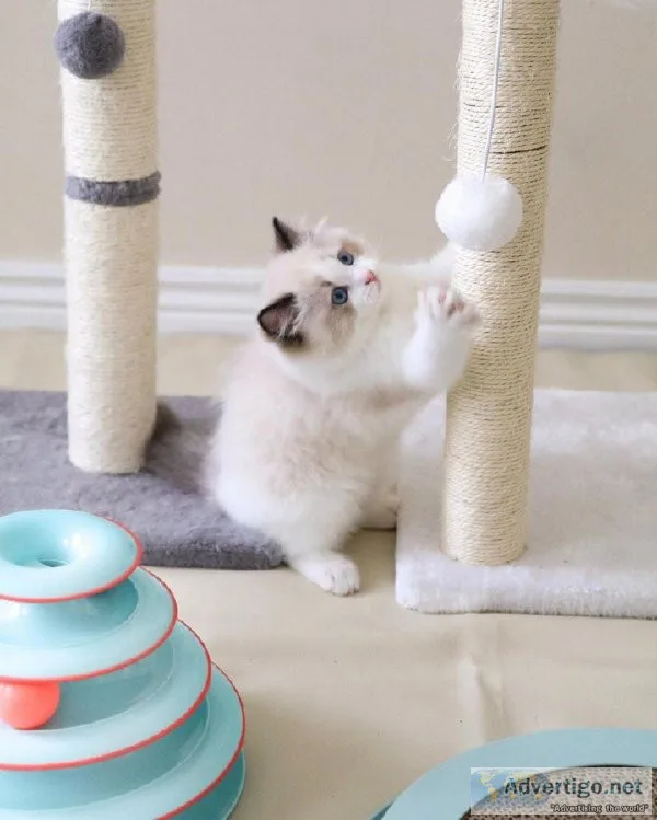 8 Week Old Ragdoll Kitten