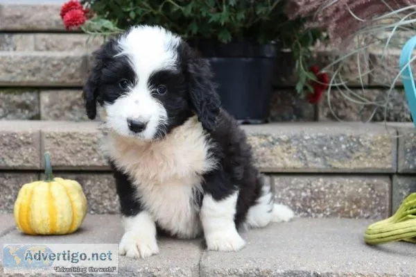 Sydney Female Aussiedoodle