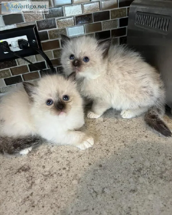 Family raised Ragdoll kittens