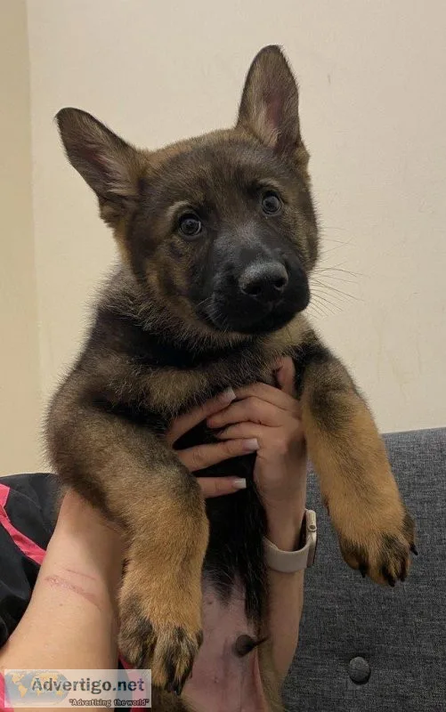 AKC Registered German Shepherd Puppies