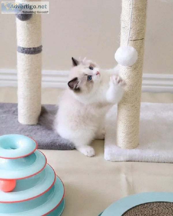 9 Week Old Ragdoll Kitten