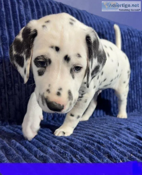 AKC registered Dalmatians  puppies ready NOW