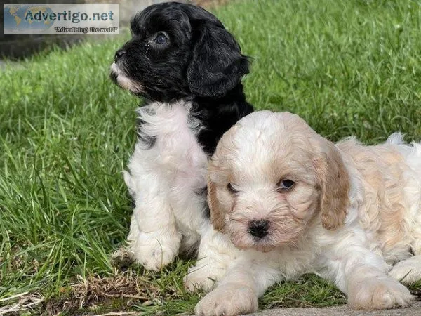 Cavapoo pups including rare merle colouring