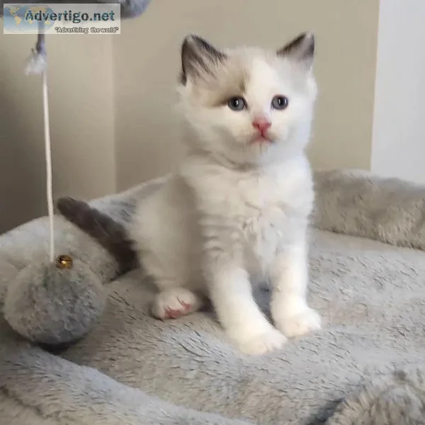 Sweet Ragdoll Kittens for sale