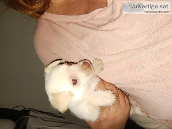 Teacup chihuahua