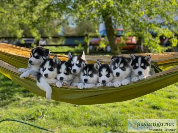 Siberian Husky Puppies for sale.