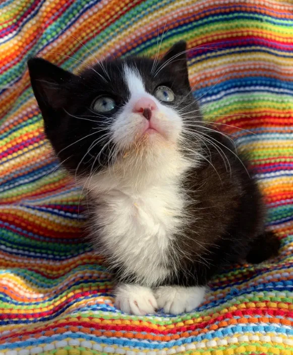 GORGEOUS PERSIAN CROSS KITTEN SEEKING IMMEDIATE HOME