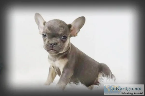 Matt AKC Male French Bulldog
