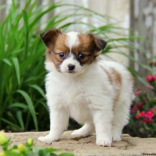 NICE PAPILLON PUPPIES.