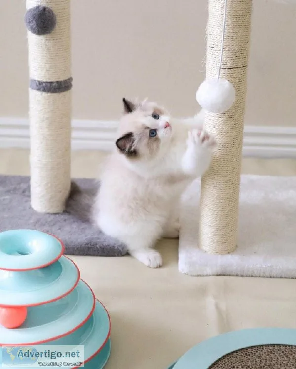 Rehoming 2 Young Male Ragdolls