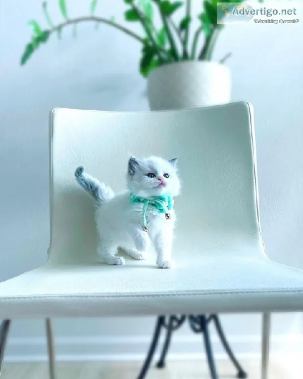 Gizmo - Male Ragdoll
