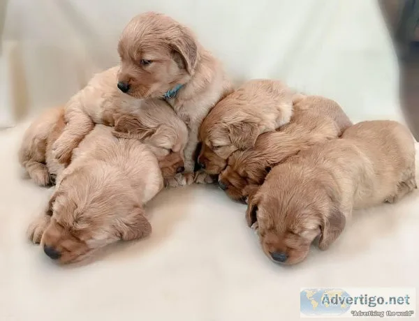 Golden Retriever gorgeous puppies