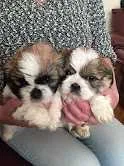 Registered Purebred Shih tzu Pups