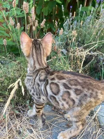 Bengal kittens
