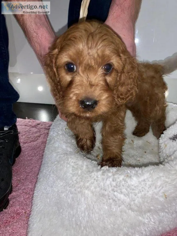 5x Beautiful Cockapoo Boys Available FOR sale