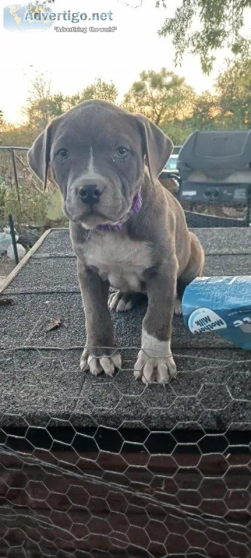 Beautiful Presa Canario puppies