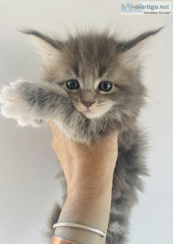 GCCF Registered Maine Coon Kittens