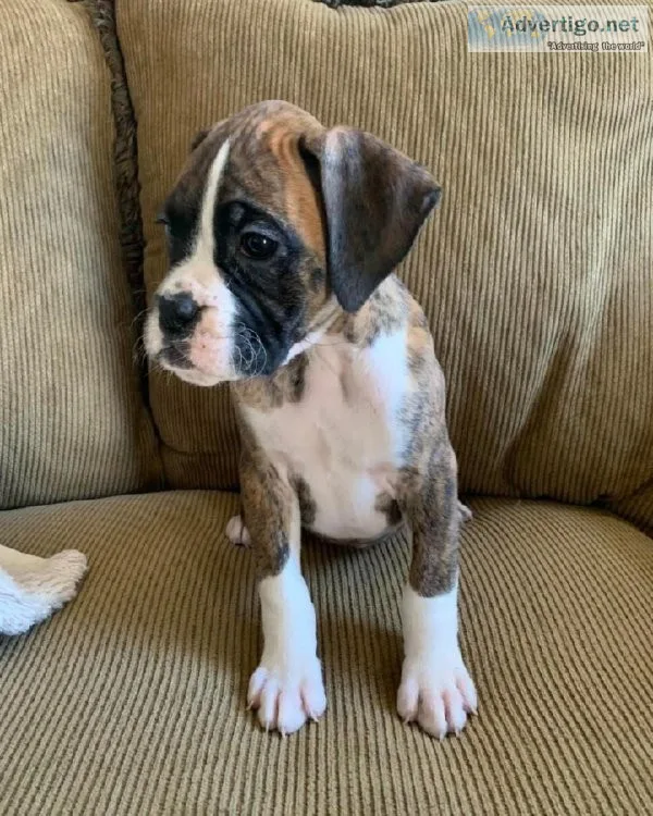 Attractive boxer Puppies