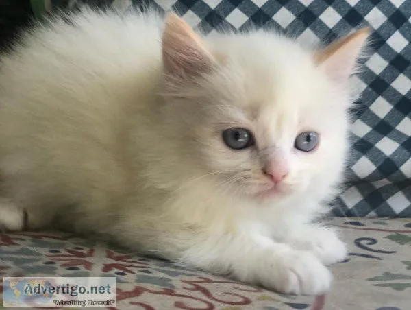 Stunning Rosetted Male and Female Ragdoll Kittens.