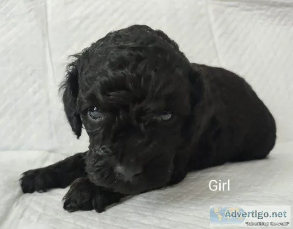 Gorgeous poodles looking for 5 homes