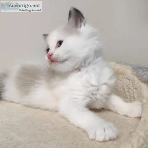 TICA Ragdoll female kitten